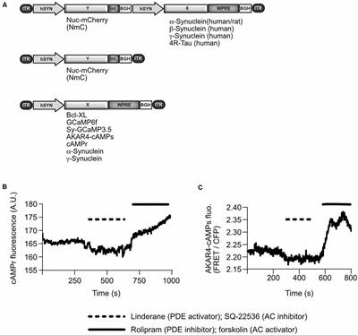 α-Synuclein Impacts on Intrinsic Neuronal Network Activity Through Reduced Levels of Cyclic AMP and Diminished Numbers of Active Presynaptic Terminals